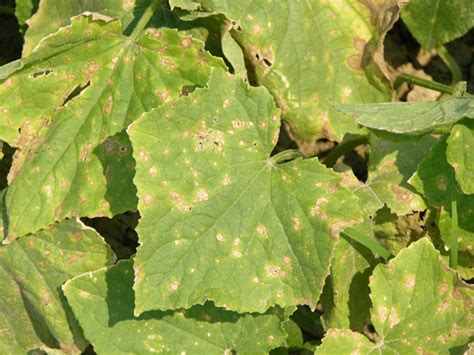 Take a look at the problems and how you can fix them. Cucumber Diseases | Plant diseases, Cucumber plant ...