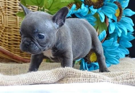 ★teacup puppy★ mini french bulldog bianco! French Bulldog Puppies Az Rescue - Puppy And Pets