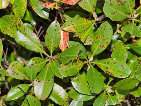Bacterial Leaf Spot Disease What Causes Bacterial Leaf Spot