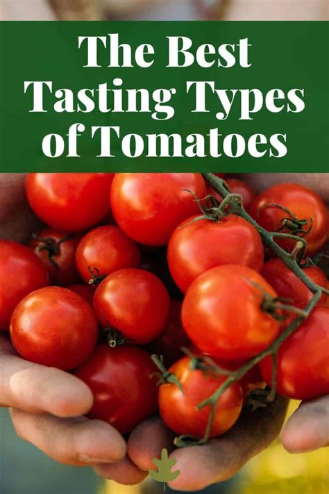 The Best Tasting Tomatoes To Grow Or Find At The Farmers Market