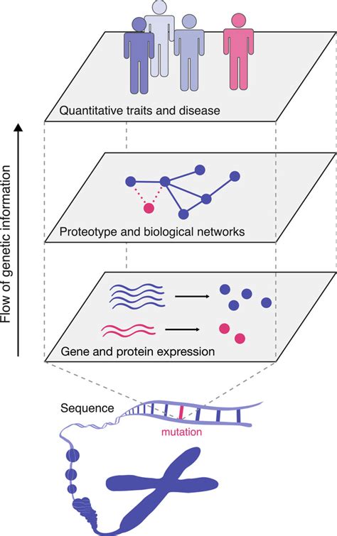 This is important because an ensemble view clarifies how even seemingly small genetic alterations can lead to pleiotropic traits in adaptive . How Do Proteins Relate To Traits / Multiple Quantitative ...