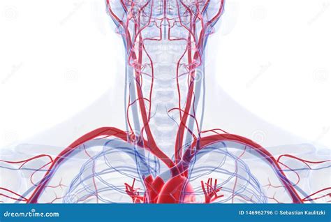 Neck Blood Vessel Anatomy