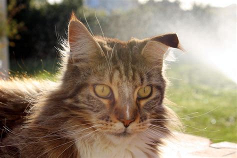 1.1.9 mod apk | unlimited rubies. Cat with floppy ear | A couple of days ago my Maine Coon ...