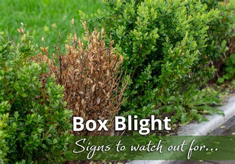 What Is The Best Treatment For Box Blight The Handy Garden Machinery