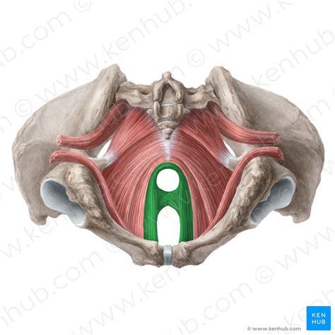 Musculo Puborretal Anatomia Papel E Caneta