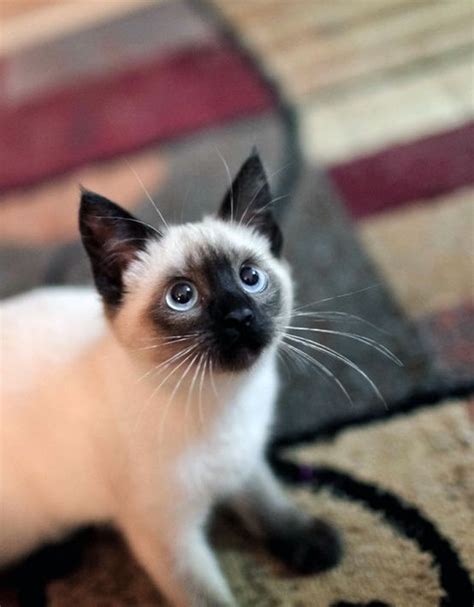 As the saying goes, though, cats are for life, not just for christmas. Introduction to Siamese Cats - Shinga