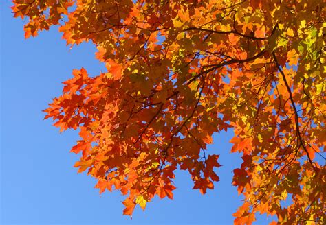 The Impact Of This Years Drought On Fall Foliage Season Radio Boston