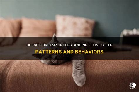 Do Cats Dream Understanding Feline Sleep Patterns And Behaviors Petshun