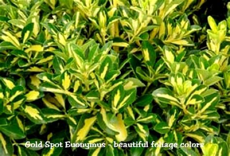 Euonymus, boxleaf euonymus, japanese euonymus, japanese spindletree 'chollipo'. Gold Spot Euonymus