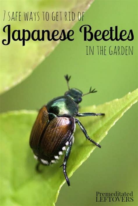 7 Safe Ways To Get Rid Of Japanese Beetles In The Garden