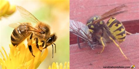 Honey Bee Vs Yellow Jacket Comparison Carolina Honeybees