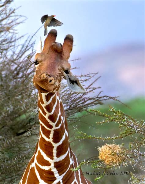 Giraffe and bird | Giraffe, Animal planet, Animals