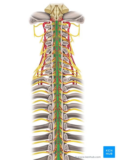 Dorsal column system has major decussation in lower part of medulla. Posterior Column-Medial Lemniscus Pathway - Anatomy | Kenhub
