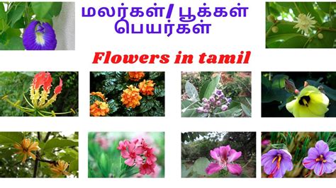 Yellow Color Flower Names In Tamil Bloraupdate