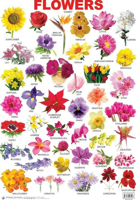 Flower Names And Pictures In English Beautiful Insanity