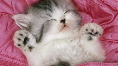 🔥 Download Cute Cat Wallpaper Kitten Background Hd For Desktop By Sarahs29 Cute Cat