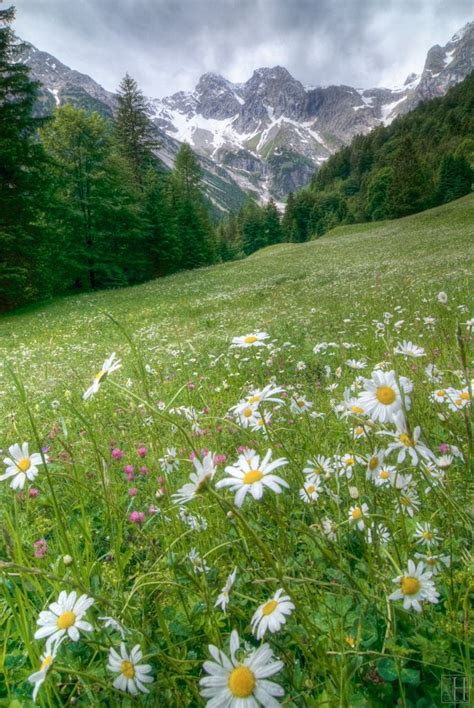 Wild Daisys On Alpine Meadow Mountain Landscape Landscape Nature
