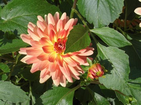 Check spelling or type a new query. Paling Keren 18+ Gambar Pohon Bunga Dahlia - Koleksi Bunga HD
