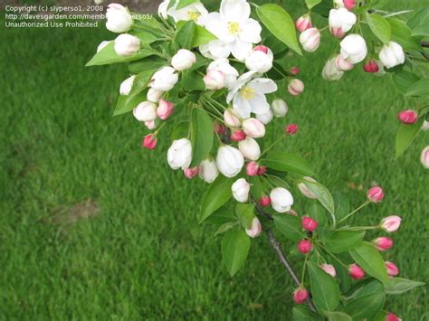 Plantfiles Pictures Flowering Crabapple Snowdrift Malus By Weebles64