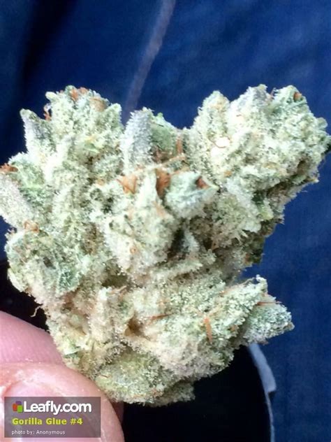 Gorilla Glue 4 Strain Information And Reviews Wheres Weed