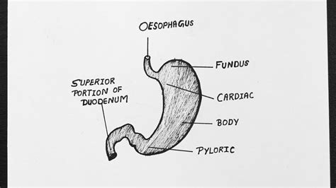Diagram Of Anatomical Regions Of Human Stomach Labelled Diagram Of