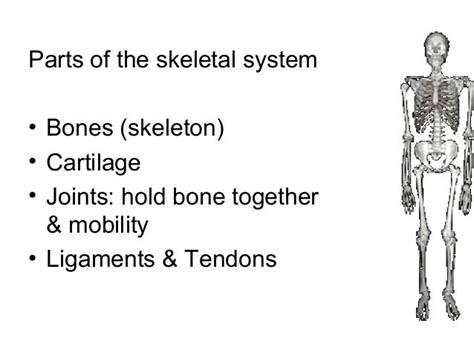 2014 Muscular And Skeletal System
