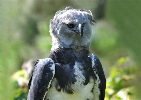 9 Harpy Eagle Facts Amazons Great Hunter Latin Roots Travel