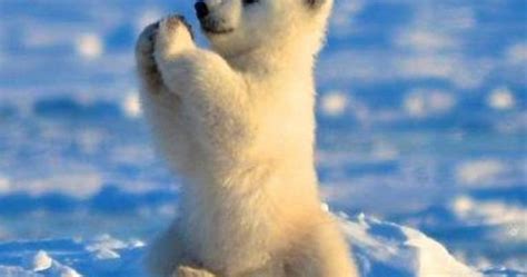 Baby Polar Bear Giving You A High Five Polar Bear Cub