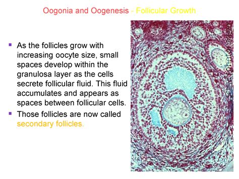 Histoloji Embriyoloji Notlarım Oogonia And Oogenesis And Folliculogenesis