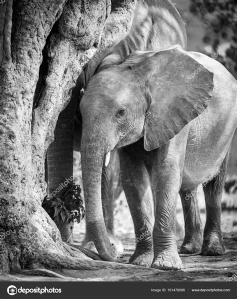 Photography Baby Elephant Black And White Baby Elephant In Africa