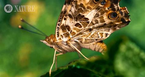 This Incredible New Footage Of A Butterfly Laying Eggs Will Make You