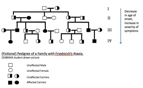 Filepedigree Of Friedreichs Ataxiapng Embryology