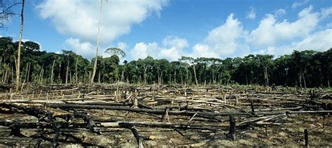 Just 6 Of Funds To Repair Destroyed Forests Have Been Used And That