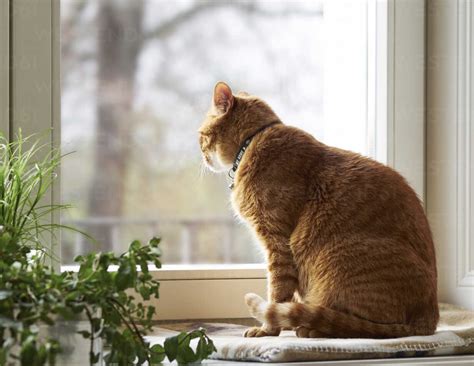 Cat Sitting On Window Sill Looking Through Window Stock Photo