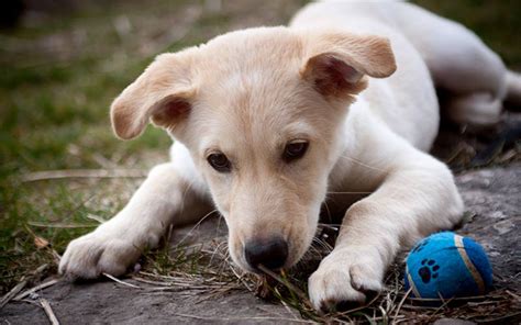 Cutest Mixed Puppy Breeds The Cutest Canines Youll Ever Meet The