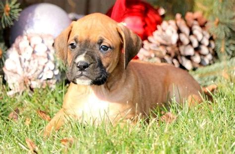 Boxer puppies are great around kids and grow up to be obedient, loving and protective dogs. Boxer-Mastiff Mix puppy for sale in MOUNT JOY, PA. ADN ...
