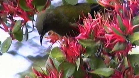 Video Clip Bird Pollination In New Zealand Dave Kelly Of The