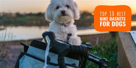 Top 8 Best Dog Bike Baskets Our Review Of Bicycle Carriers