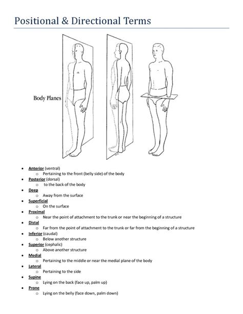 Anatomy of the chest area. Body Planes And Anatomical Directions Worksheet - Worksheet List