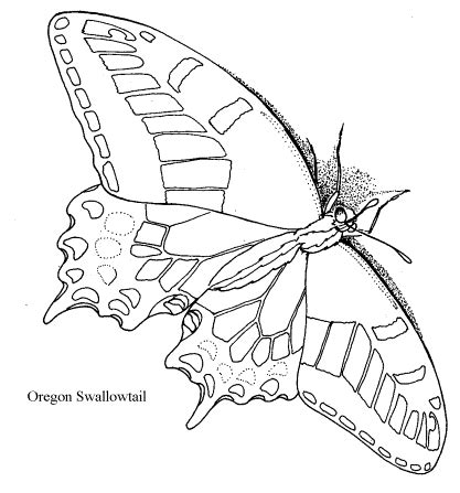 Oregon Swallowtail Papilio Bairdii Oregonia LEP13