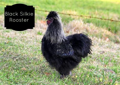 Silkies Backyard Chicken Breeds Hgtv