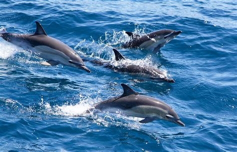Watch Superpod Of 1000 Hungry Dolphins Races Through Monterey Bay In
