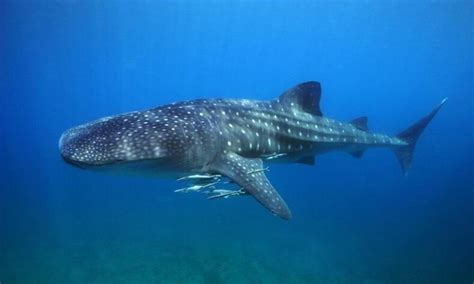 Close Encounters Swimming With Whale Sharks In The Philippines Blog Posts Wwf