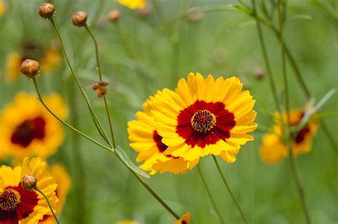 Wildflowers that grow in florida. COREOPSIS: FLORIDA'S STATE WILDFLOWER WILL DRIVE YOU WILD ...