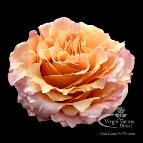 Peach Mayra Garden Rose Virgin Farms High Quality Garden Roses