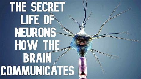 The Secret Life Of Neurons How The Brain Communicates Youtube