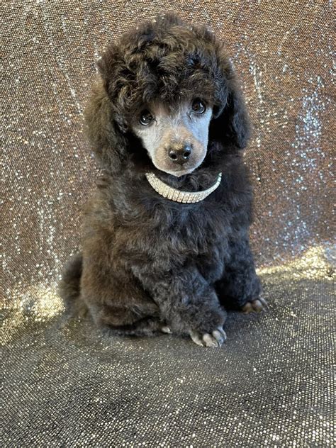 Ready Now Kc Silver Toy Poodle Puppies Licensed Breeder In Norwich