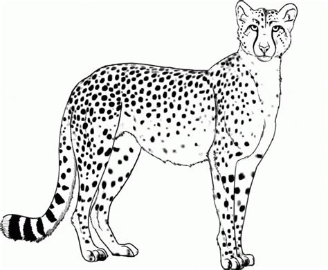 Get This Cheetah Coloring Pages Printable 6an39