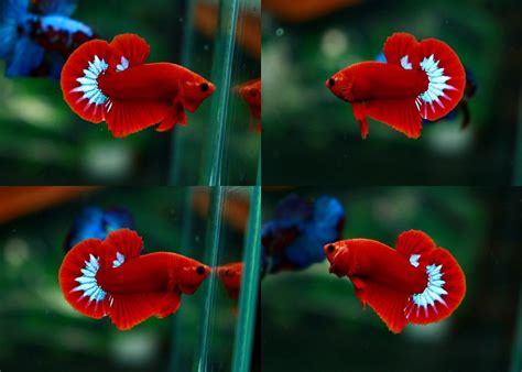 Hellboy is a supernatural being who is the son of a fallen angel. Pin on Betta splendens
