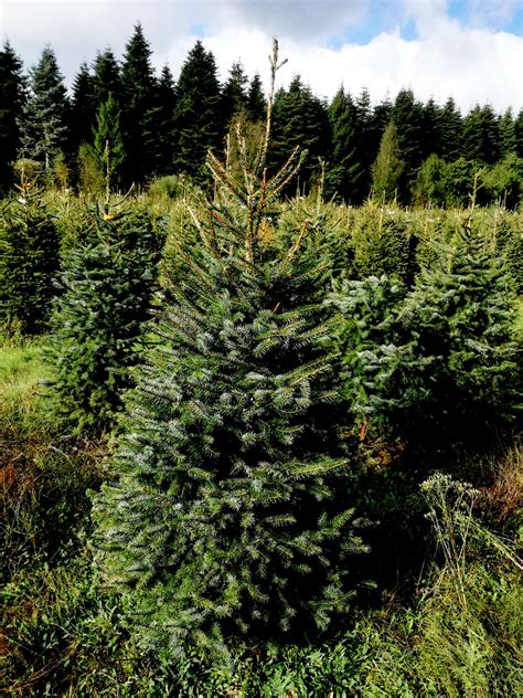 Small cones stand out along dense horizontal branches. Serbian Spruce Trees For Sale Online | The Tree Center